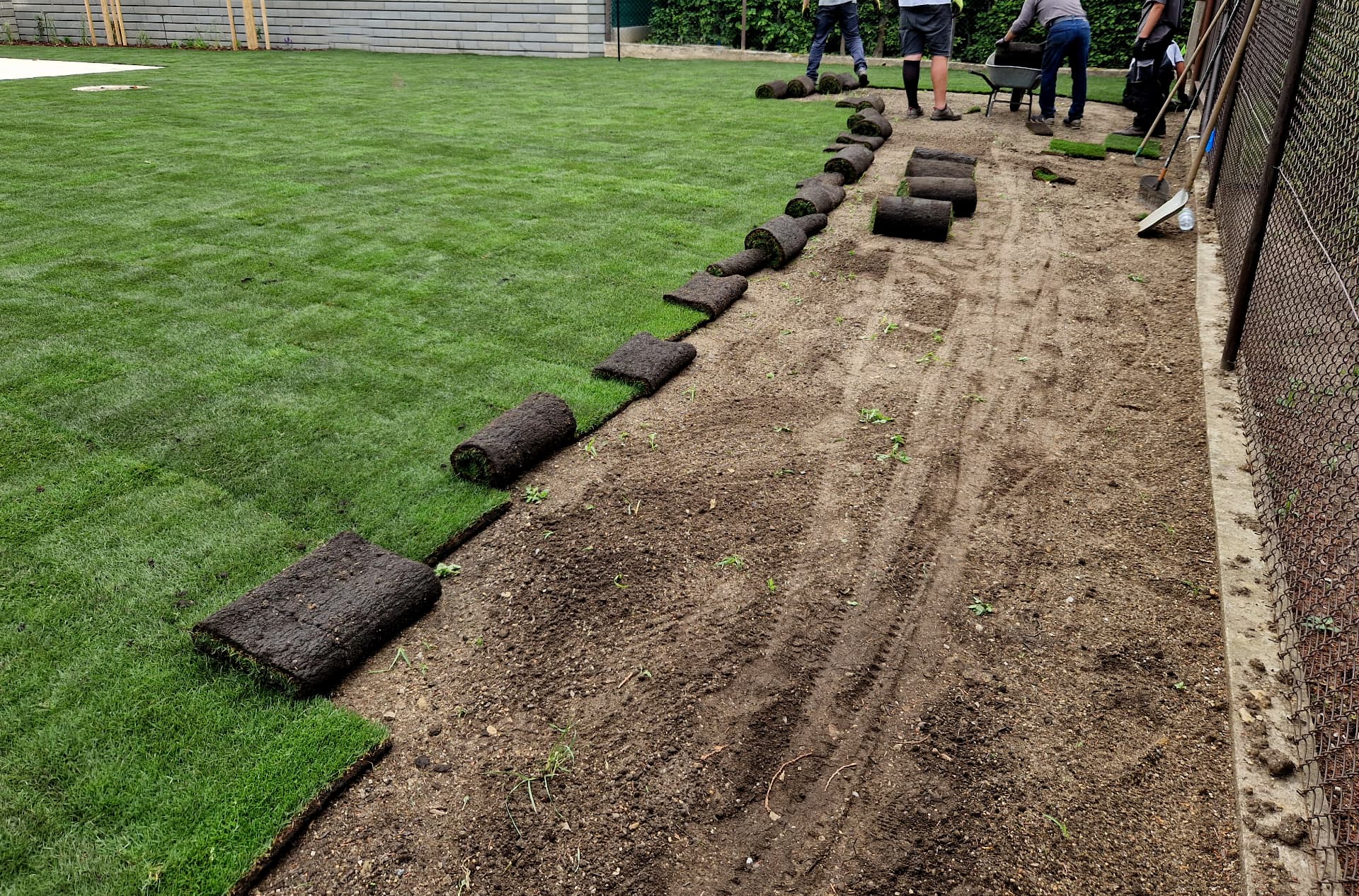 Newly installed sod lawn at a home in Prosper, Texas